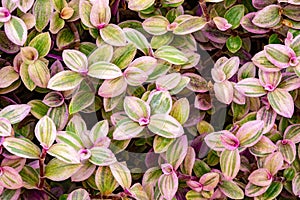 Top view of beautiful leaves of Callisia repens `Pink Lady