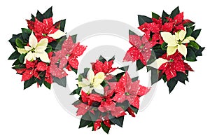 Top view beautiful nature fresh red-white poinsettia flower or christmas star blossom with green foliage leaves on white
