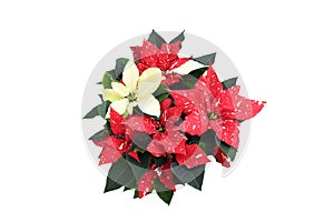 Top view beautiful nature fresh red-white poinsettia flower or christmas star blossom with green foliage leaves on white