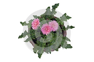 Top view of beautiful pink gerbera flower bloom in brown pot isolated on white background.