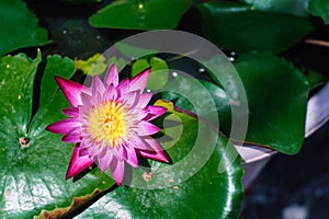 Top view beautiful pink and yellow lotus or water lily flower and green leaves blooming with sunlight