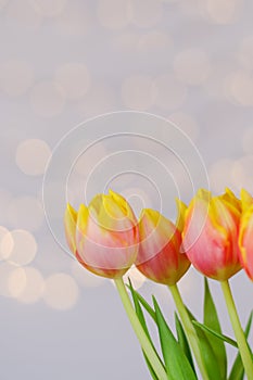 Top view of beautiful pink, yellow tulips on blue background with bokeh. Greeting card. 8 March. Mother`s Day. Happy Women.