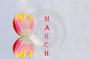 Top view of beautiful pink, yellow tulips on blue background with bokeh. Greeting card. 8 March. Mother`s Day. Happy Women.