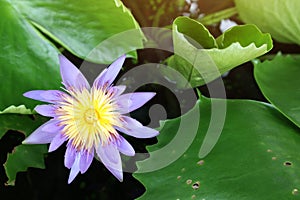 Top view, beautiful purple lotus flower with beautiful yellow center stamen, green lotus leaf background.