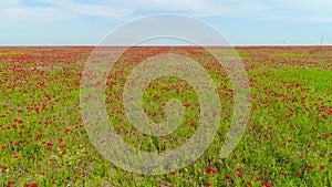 Top view on beautiful red poppy field. Shot. Beautiful landscape nature field of blooming poppy on blue sky background