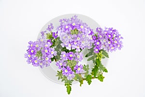 Top view beautiful violet verveine or verbena grandiflora flower with green leaves on white background with space for text. Sweet