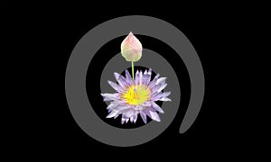 Top view, Beautiful water lily  lotus  flower isolated on black background for stock photo, summer flowers. floral for