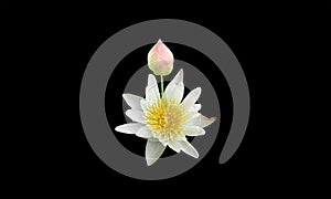 Top view, Beautiful water lily  lotus  flower isolated on black background for stock photo, summer flowers. floral for