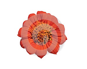 Top view, Beauytful single orange zinnia flower blossom blooming isolated on white background for stock photo or illustration,