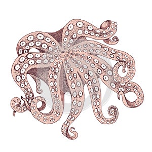 Top view of big raw octopus. Seafood