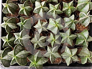 Top view Bishop\'s Cap cactus (Astrophytum Myriostigma)