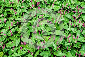 Top view of Bistorta amplexicaulis, a flowering plant with narrow inflorescences composed of small, deep pink flowers