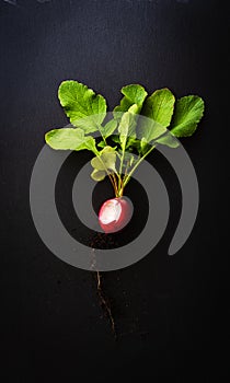 Top view of a bitten red radish with roots and green leaves on a black slate plate. Concept of healthy, organic nutrition.