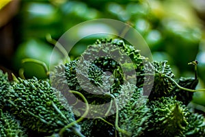 Top view of bitter gourd on market - Bitter melon, also known as bitter gourd or karela in India, is a unique vegetable-fruit