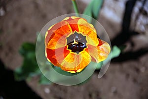 Top view of a black-orange corolla of a tulip