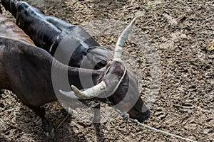 Top view of a black ox with big horns