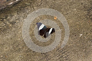 Top view of a black and white butterfly with open wings sitting on the ground