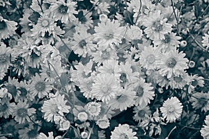 Top View Black and White Chrysanthemum Flower or Mums Flower Background