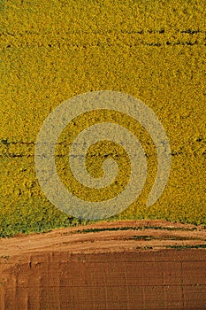 Top view of blooming oilseed rape field from drone pov