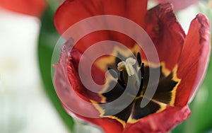 Top view of blooming red tulip close up