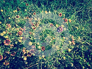 Top view blossom bush of red-orange Indian Blanket wildflower at springtime in Coppell, Texas, USA