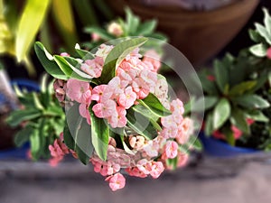 Top view of blossom orange crown of thorns flower, Christ plant, Christ thorn, blurred background