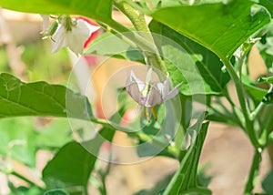 Top view of blossom purple eggplant flowers at homegrown garden near Dallas, Texas, USA