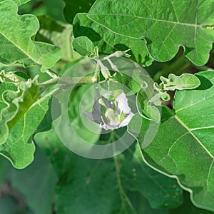 Top view of blossom purple eggplant flowers at homegrown garden near Dallas, Texas, USA