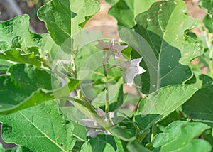 Top view of blossom purple eggplant flowers at homegrown garden near Dallas, Texas, USA