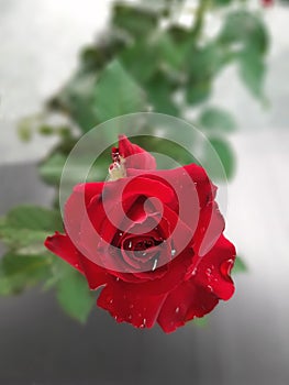 Top view of blossom red rose flower with dew drops on petals
