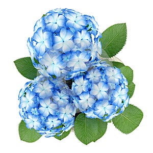 Top view of blue flower in stone pot on white