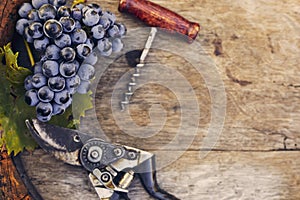 Top view of a blue grape on a wooden barrel with vine scissors