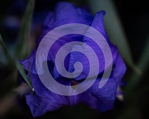 Top view of blue iris petals. Saturated blue petals on dark background. Beautiful flower, atmospheric photo, macro
