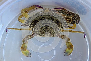 Top view of Blue manna crab, Sand crab. Flower crab. Portunus pelagicus  on a white background. Close-up photo of fresh