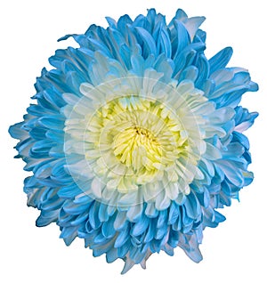 Top view of a blue, purple and yellow flower isolated on white background.