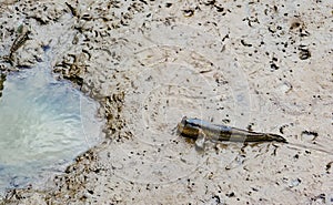 Top view of blue spotted mudskipper Boleophthalmus boddarti