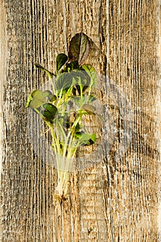 Top view of bok choy sprouts on wooden background