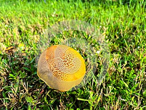 Top view bolete fungus, wrinkled Leccinum or Leccinum rugosiceps with stem, yellowish caps and gills growing on low grass of