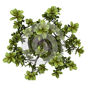 Top view of bonsai plant in pot isolated on white