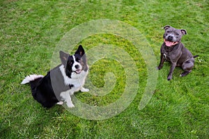 Top View of Border Collie and Staffordshire Bull Terrier Sitting in the Grass