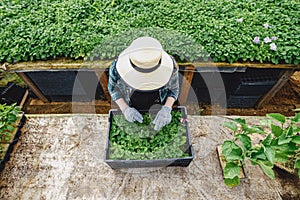 Top view of botanical worker in green garden