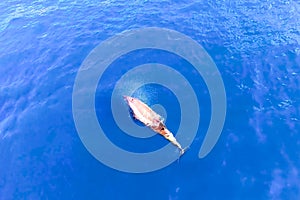 Top view of bottlenose dolphins in sea water