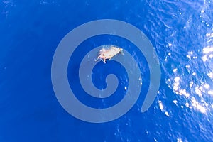 Top view of bottlenose dolphins in sea water