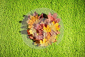 Top view of bouquet of colorful maple leaf in form of heart on the green grass. Creative and minimalism. Season change, autumn
