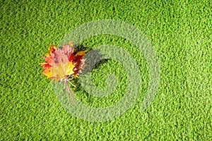 Top view of bouquet of colorful maple leaf on the green grass. Creative and minimalism. Season change, autumn is coming. Nature