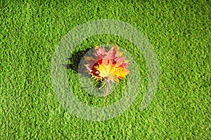 Top view of bouquet of colorful maple leaf on the green grass. Creative and minimalism. Season change, autumn is coming. Nature