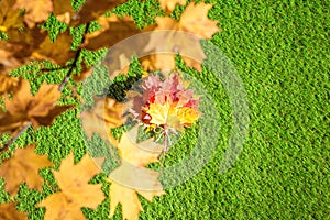 Top view of bouquet of colorful maple leaf on the green grass. Creative and minimalism. Season change, autumn is coming. Nature