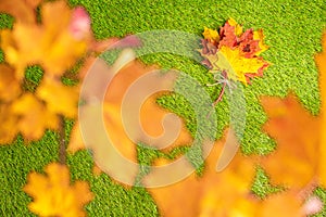 Top view of bouquet of colorful maple leaf on the green grass. Creative and minimalism. Season change, autumn is coming. Nature