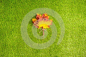 Top view of bouquet of colorful maple leaf on the green grass. Creative and minimalism. Season change, autumn is coming. Nature