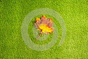 Top view of bouquet of colorful maple leaf on the green grass. Creative and minimalism. Season change, autumn is coming. Nature